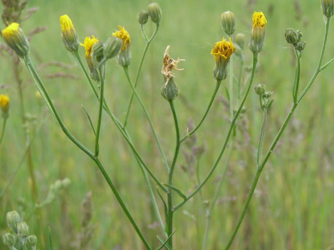 Image of Crepis tectorum specimen.