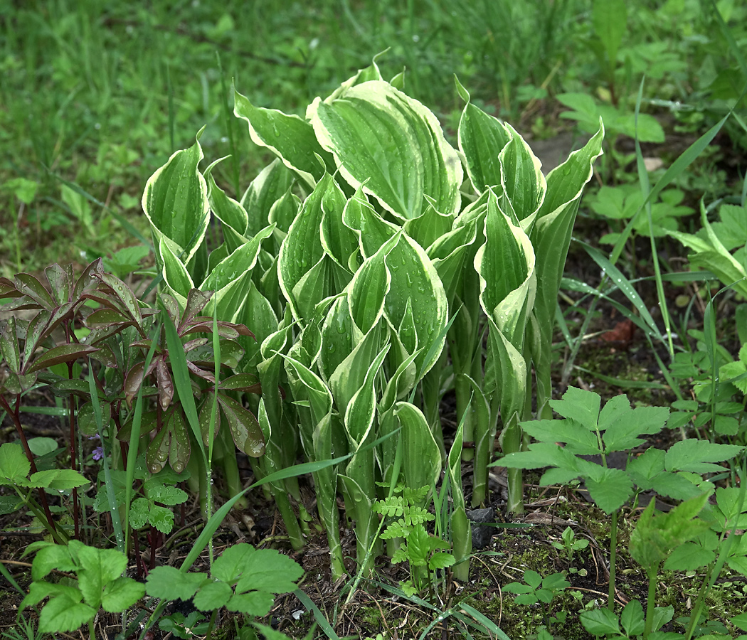 Изображение особи Hosta albomarginata.