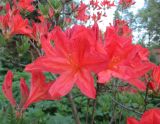 Rhododendron molle