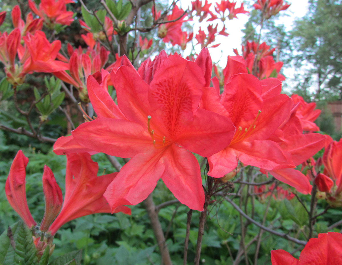 Image of Rhododendron molle specimen.