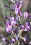 Astragalus tenuifolius