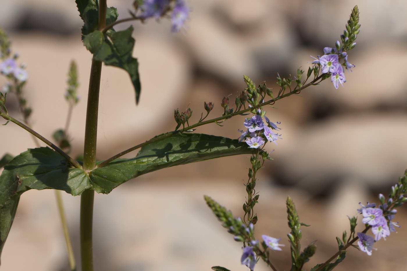 Image of Veronica oxycarpa specimen.