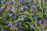 Anchusa pusilla. Верхушка цветущего растения. Крым, Керченский п-ов, мыс Казантип, степь в котловине. 01.05.2019.