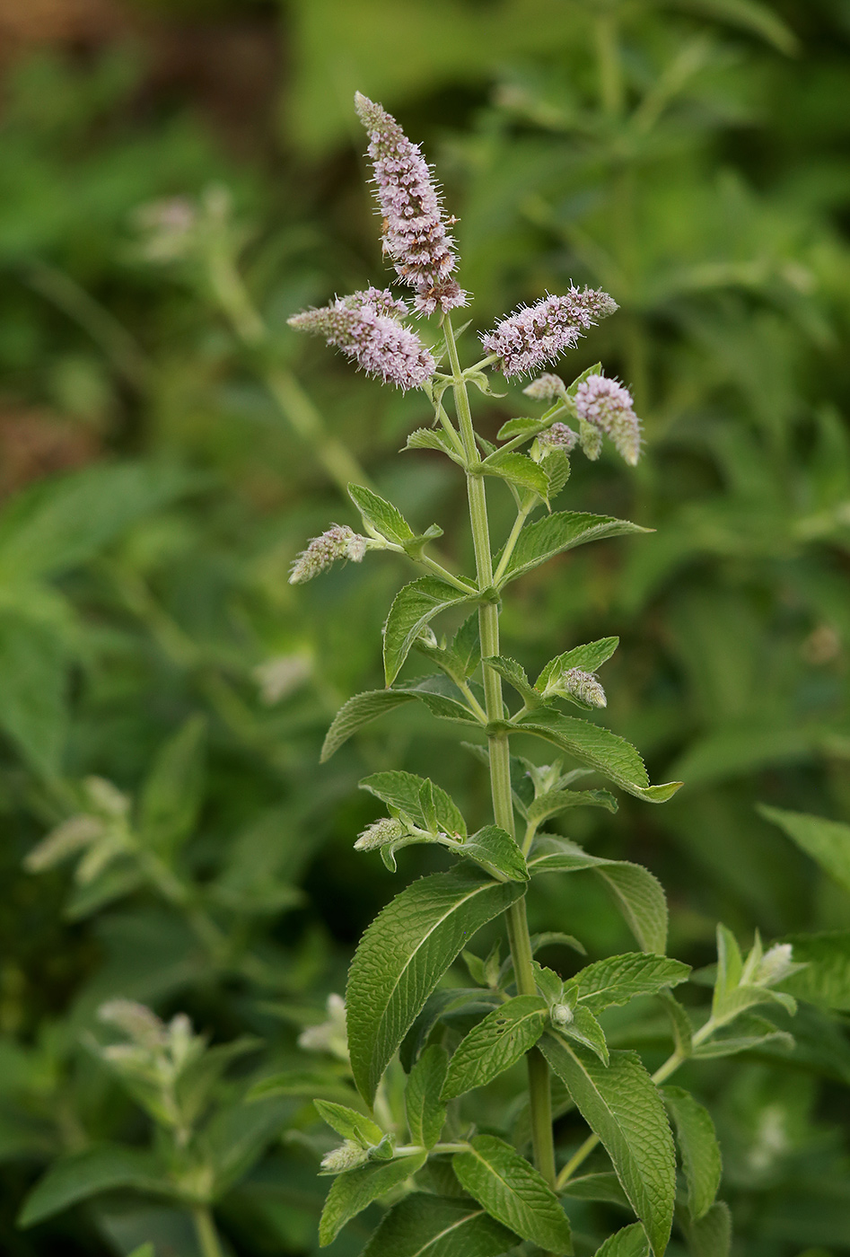 Изображение особи Mentha longifolia.