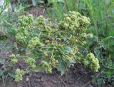 Cardaria draba