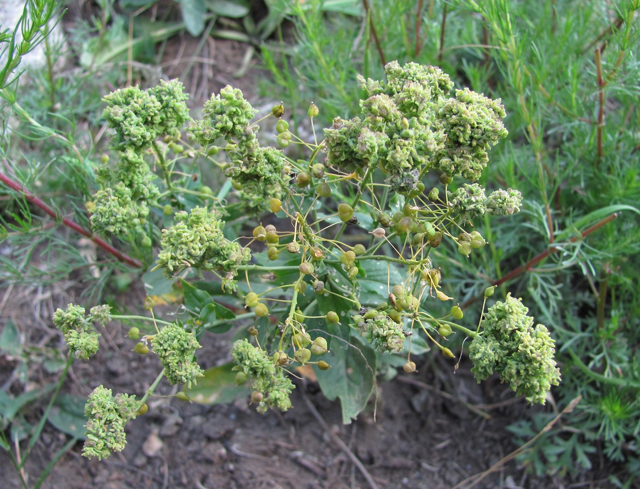 Image of Cardaria draba specimen.