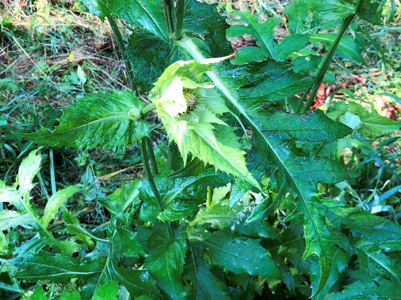 Image of Cirsium oleraceum specimen.