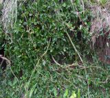 род Salix