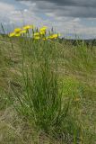 Scorzonera stricta