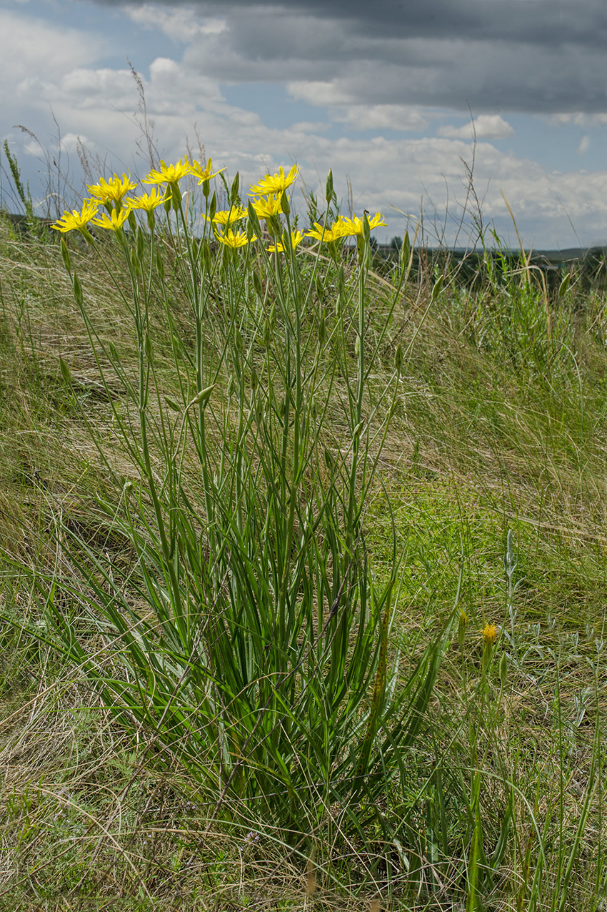 Изображение особи Scorzonera stricta.