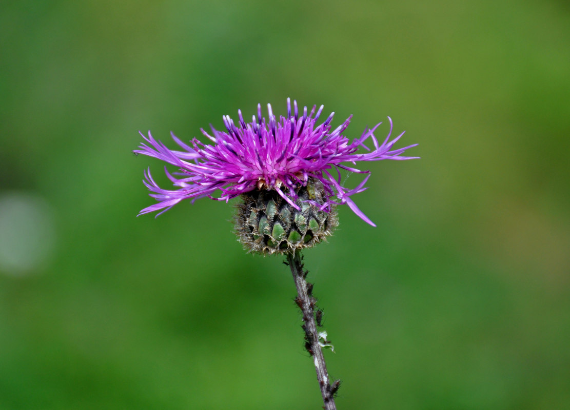 Image of Centaurea scabiosa specimen.