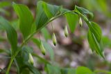 Polygonatum glaberrimum