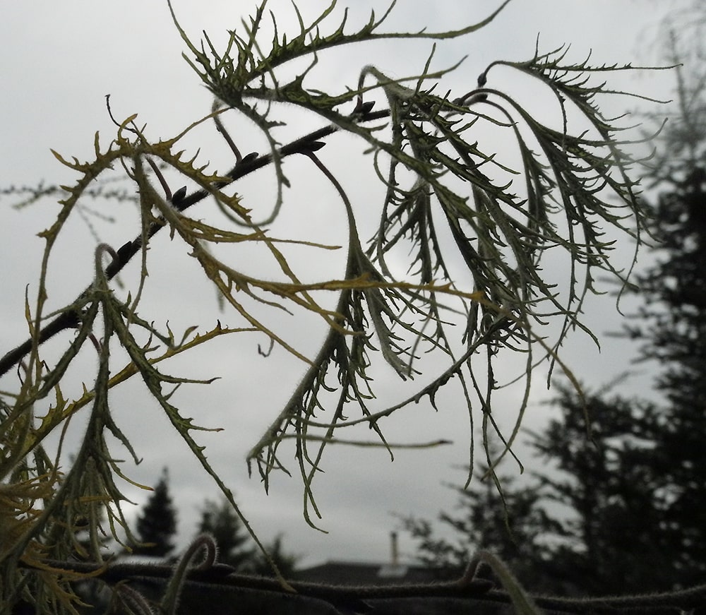 Изображение особи Betula pendula.