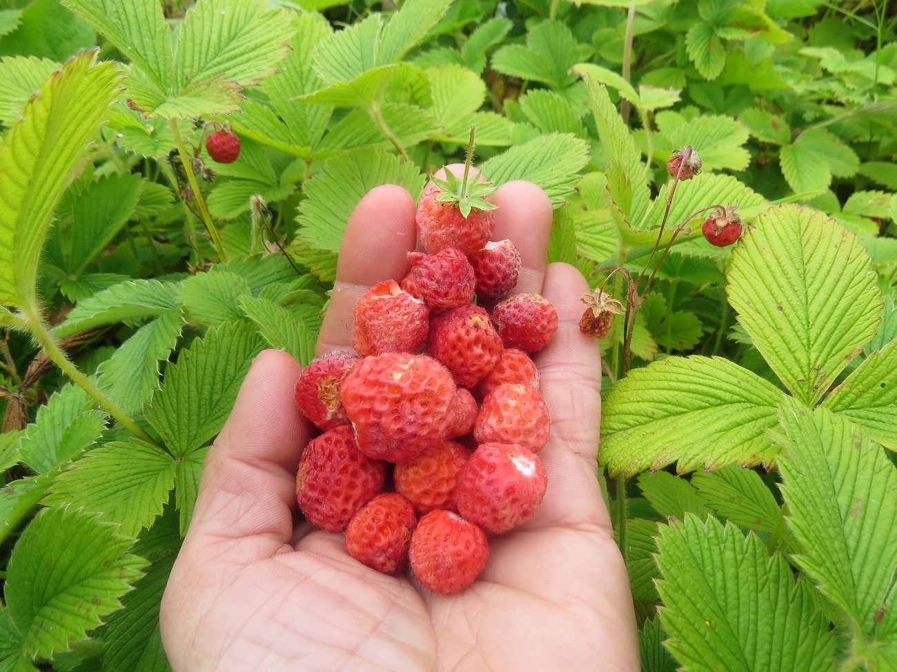 Изображение особи Fragaria yezoensis.