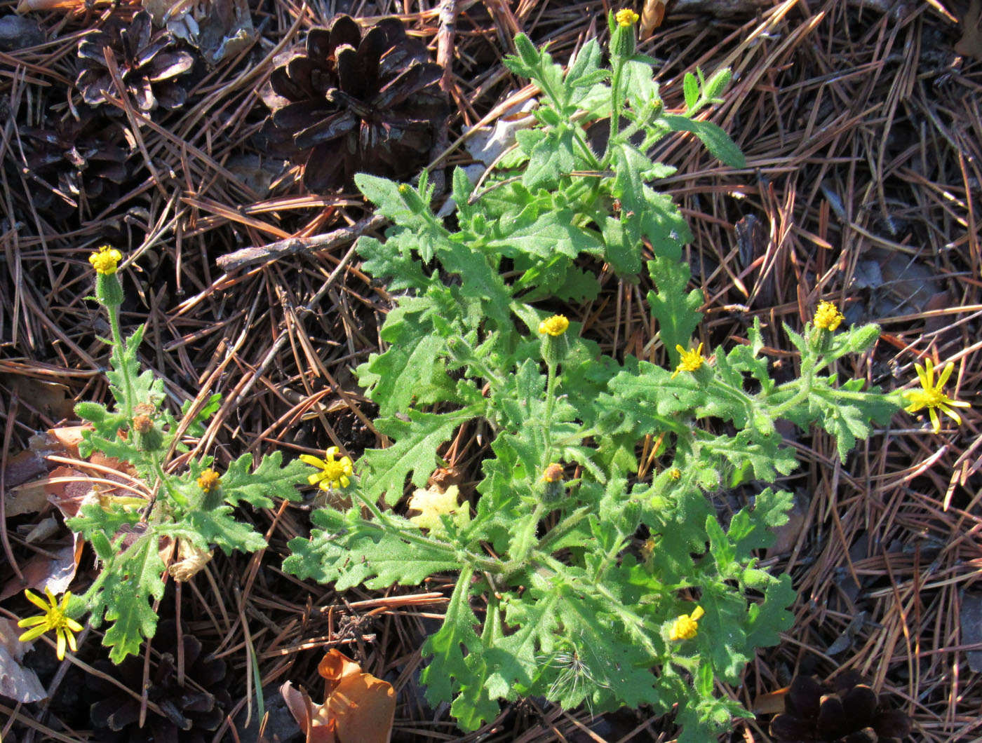 Image of Senecio viscosus specimen.