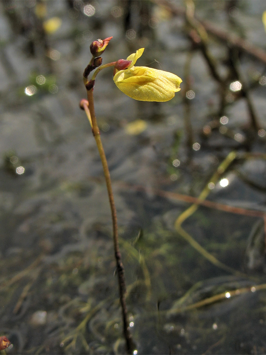 Изображение особи Utricularia minor.