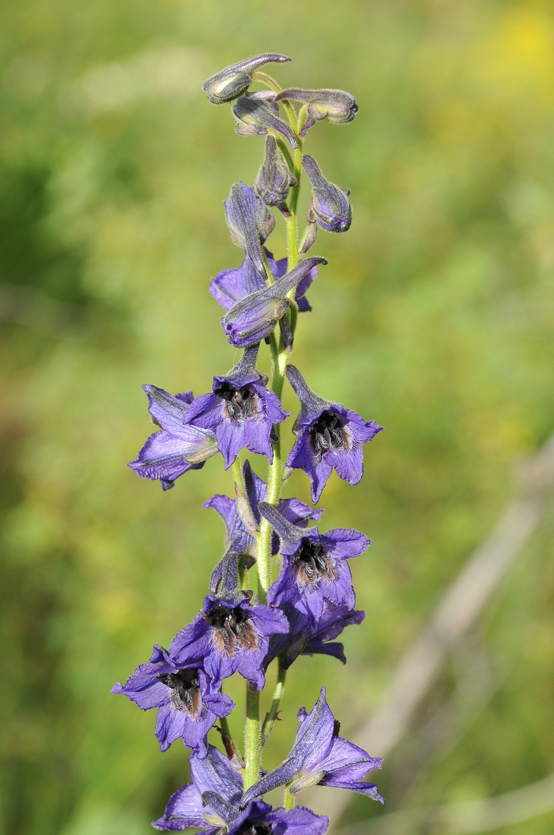 Image of Delphinium poltaratzkii specimen.