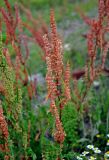 genus Rumex. Верхушка побега с соплодием. Сербия, национальный парк Тара, плоскогорье Равна Тара, западный берег оз. Заовине, каменистый берег. 09.07.2019.