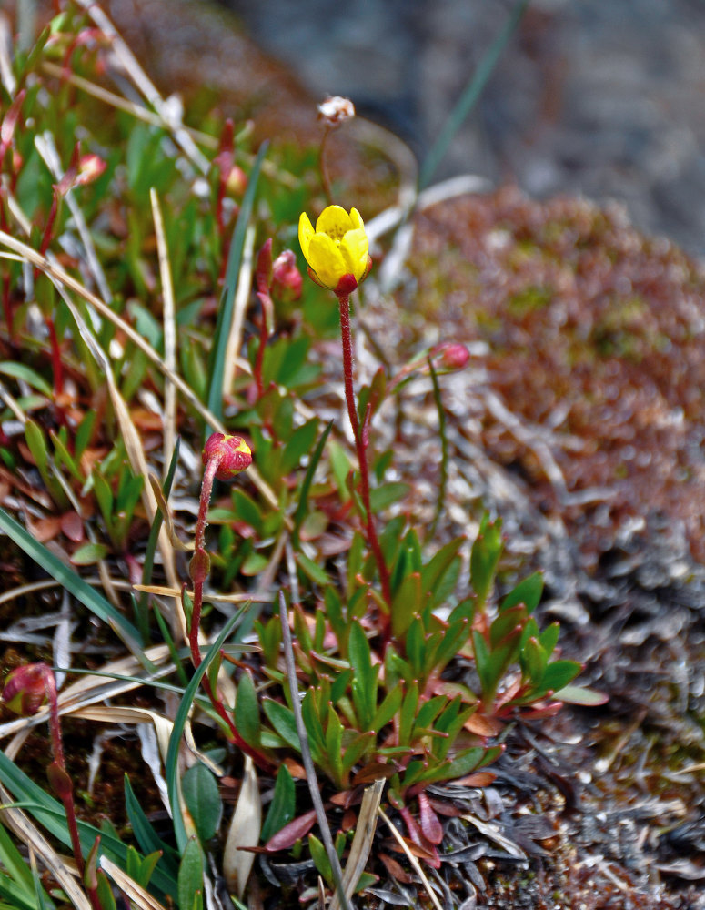 Изображение особи Saxifraga hirculus.