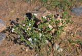 Stellaria dichotoma