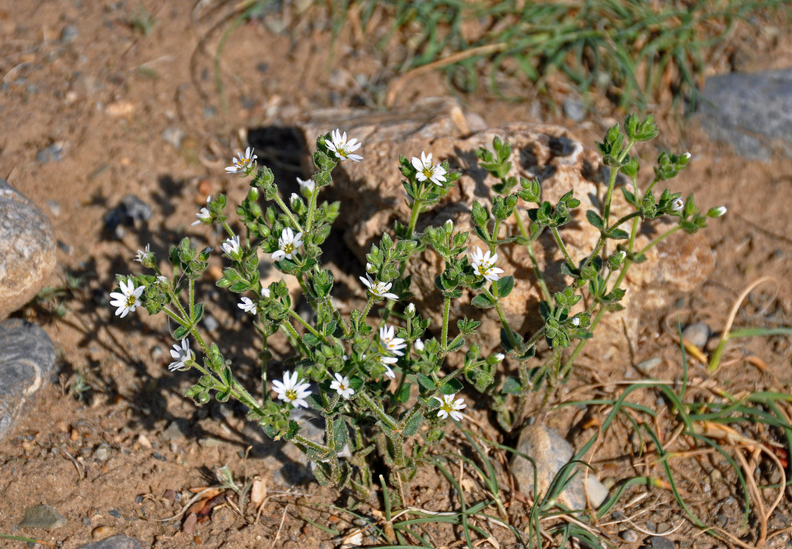 Изображение особи Stellaria dichotoma.