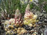 Orostachys spinosa. Клон вегетирующих растений. Восточный Казахстан, Южный Алтай, хр. Сарымсакты, пер. Бурхат, ≈ 2200 м н.у.м., склон южной экспозиции. 22 июня 2019 г.