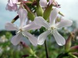 Saponaria officinalis