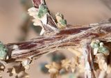 Traganum nudatum