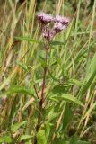 Eupatorium cannabinum