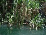 genus Pandanus. Верхушки ветвей вегетирующего растения. Австралия, северо-западный Квинсленд, национальный парк Boodjamulla (Lawn Hill), берег р. Lawn Hill; конец сухого сезона (сезон gurreng). 12.10.2009.