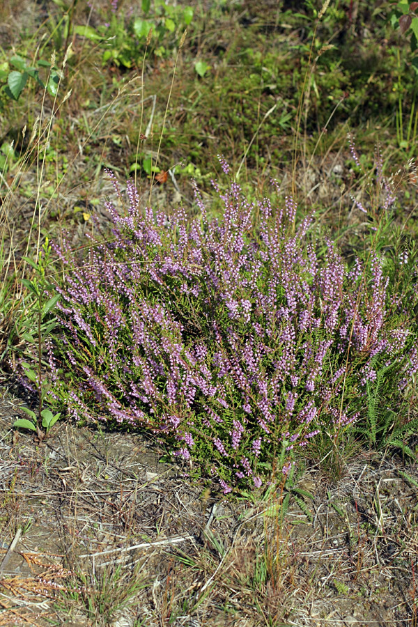 Image of Calluna vulgaris specimen.