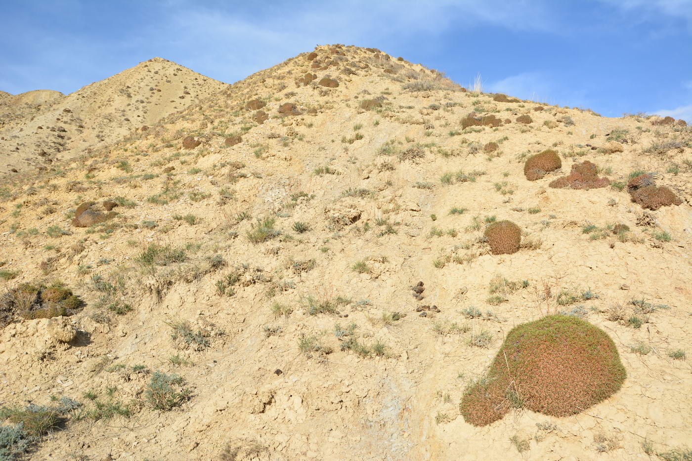 Image of Acantholimon alatavicum specimen.