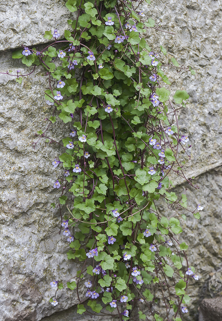 Изображение особи Cymbalaria muralis.