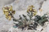 Matthiola odoratissima