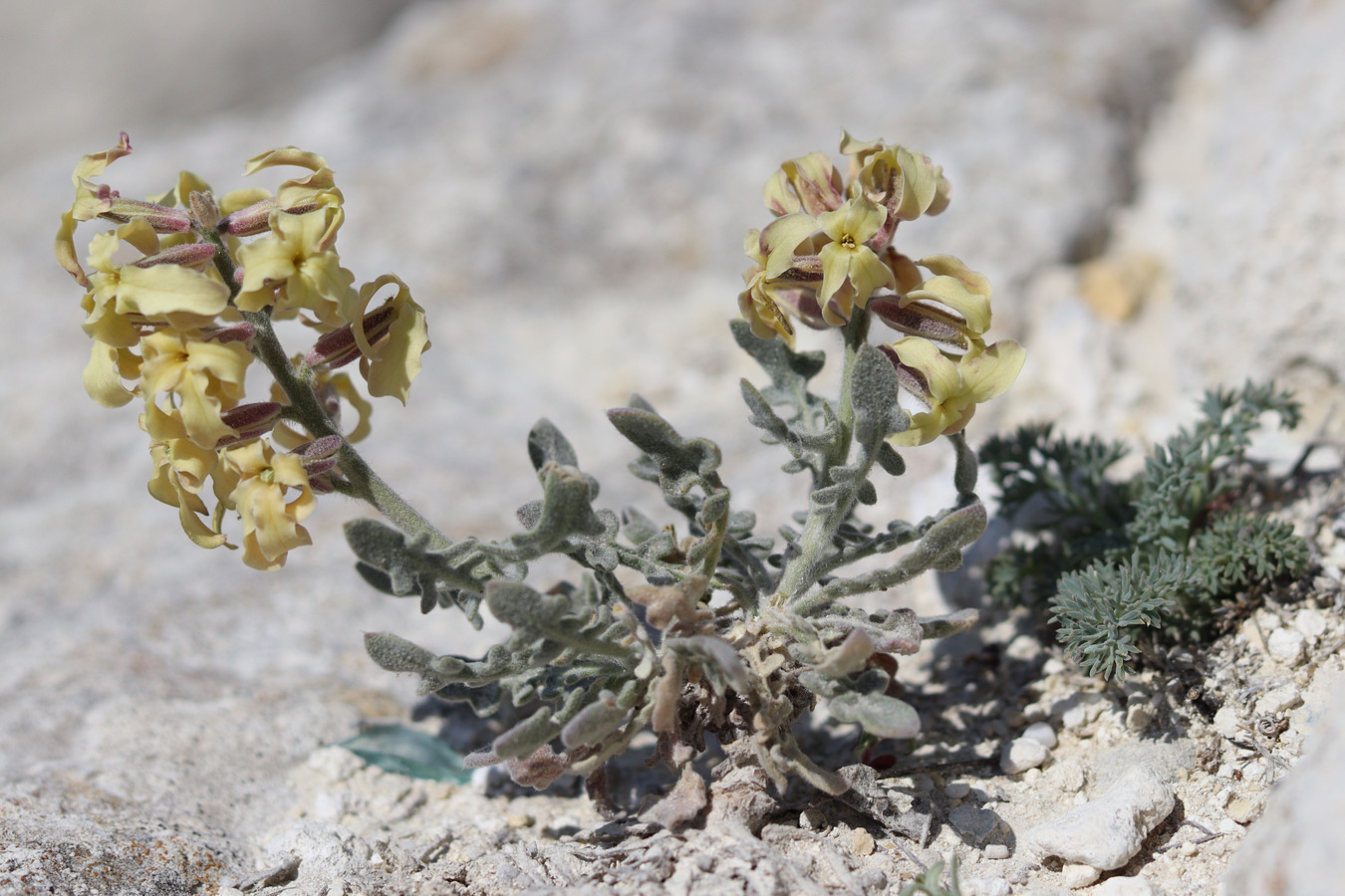 Image of Matthiola odoratissima specimen.