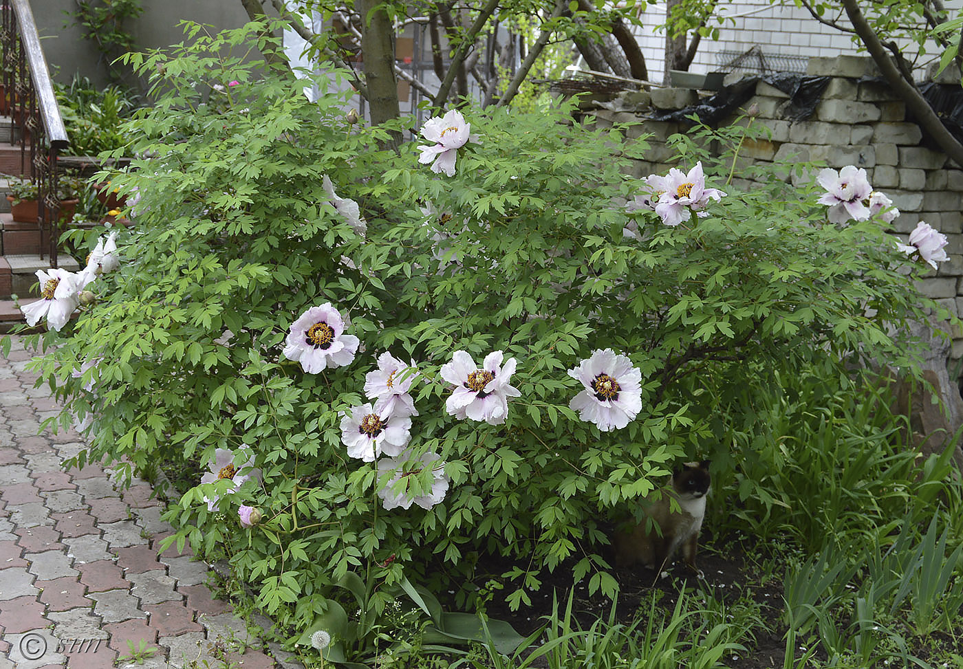 Image of Paeonia suffruticosa specimen.