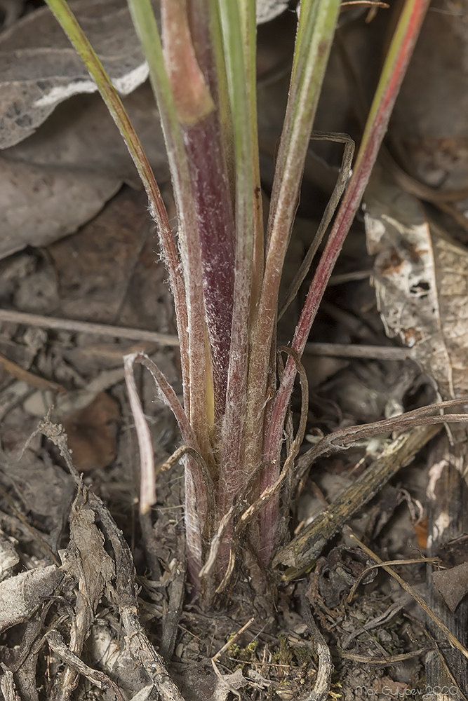 Image of Scorzonera laciniata specimen.