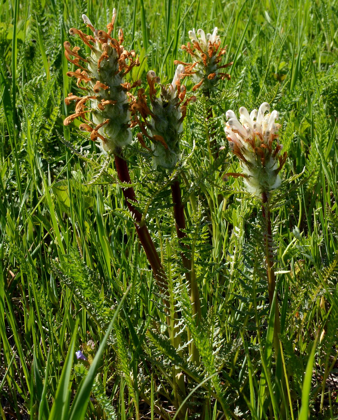 Изображение особи Pedicularis dasystachys.