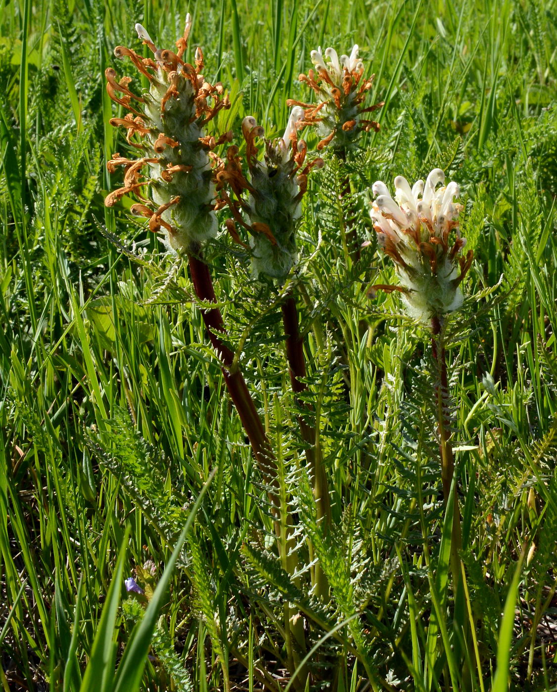 Image of Pedicularis dasystachys specimen.