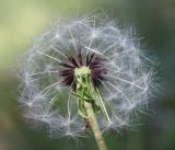 Taraxacum proximum