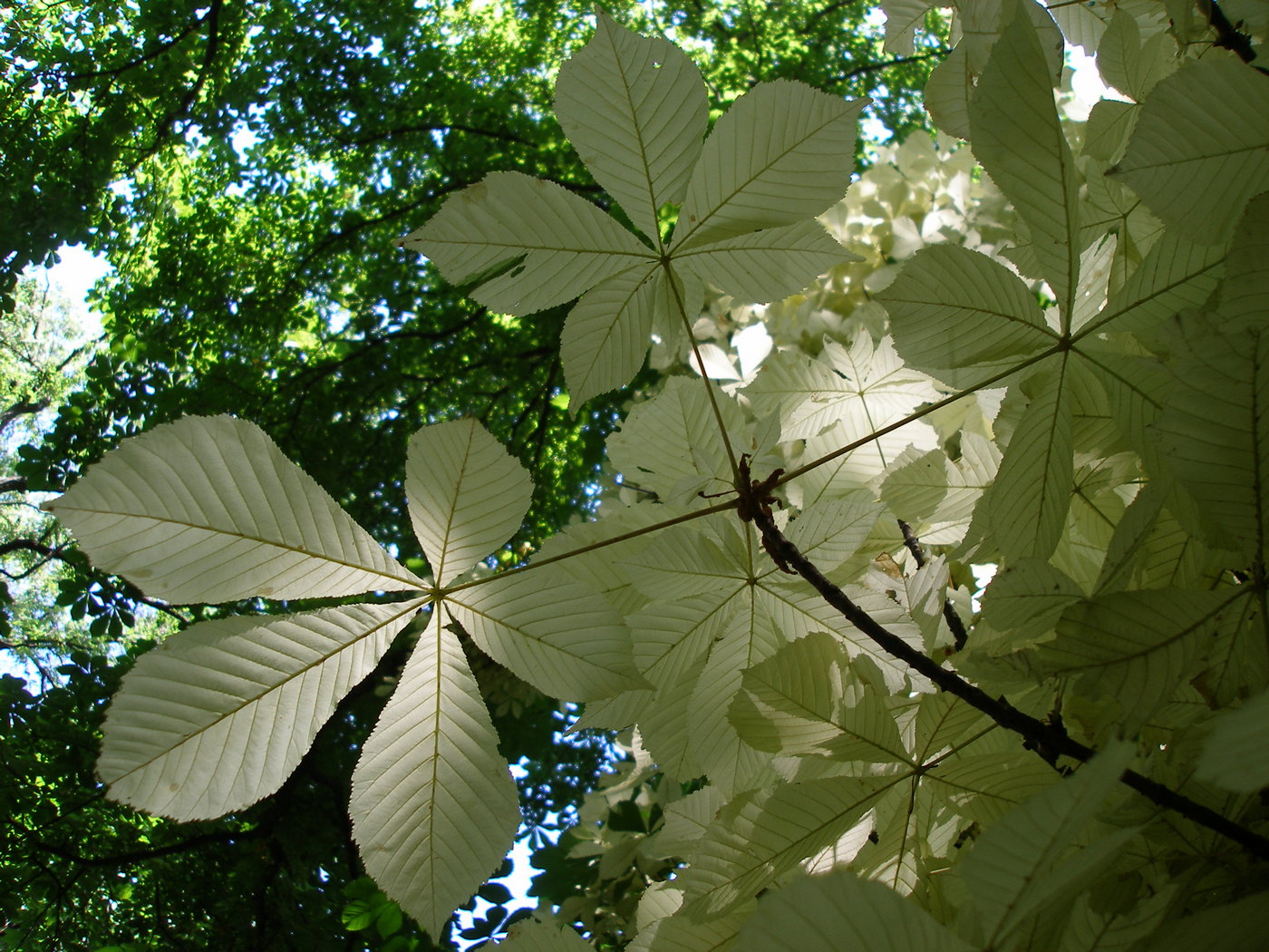 Image of Aesculus hippocastanum specimen.