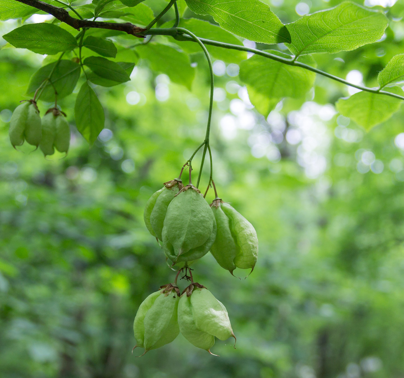 Image of Staphylea pinnata specimen.