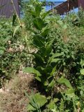 Inula helenium