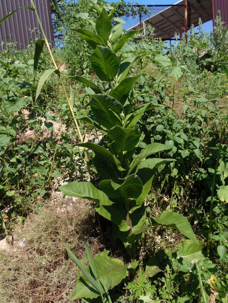 Изображение особи Inula helenium.