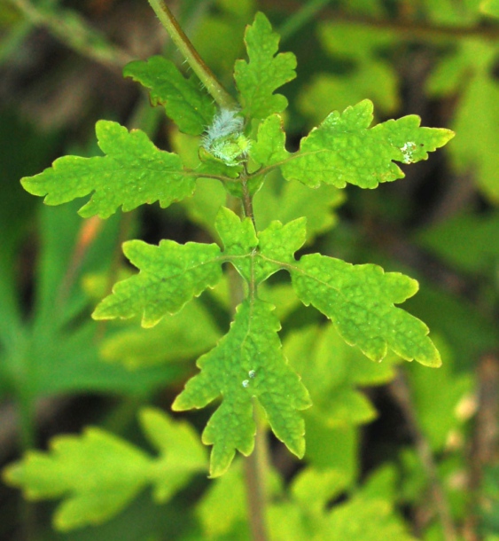 Image of Chelidonium asiaticum specimen.