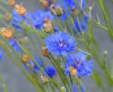 Реферат: Волошка синя - Centaurea cyanus L