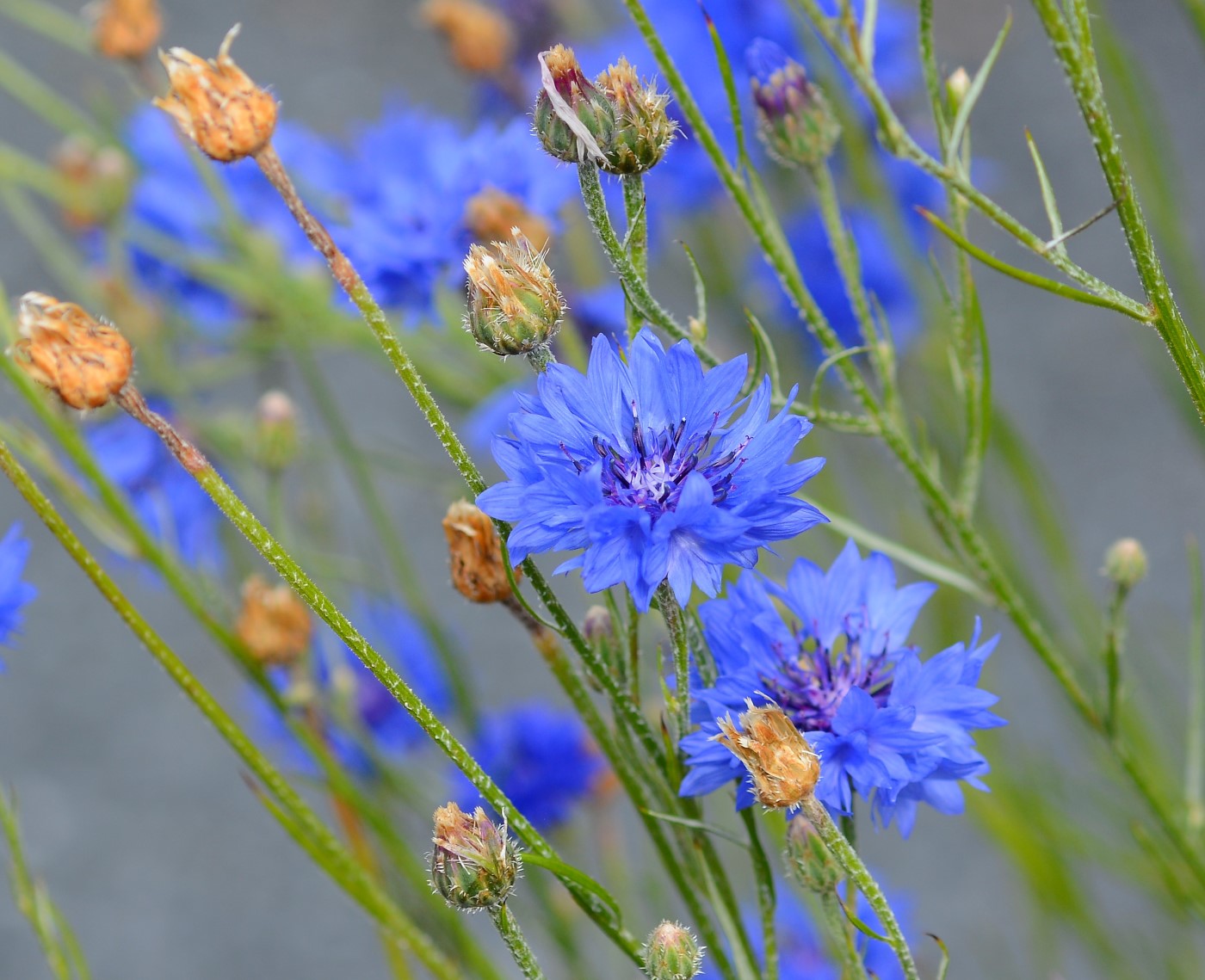 Изображение особи Centaurea cyanus.