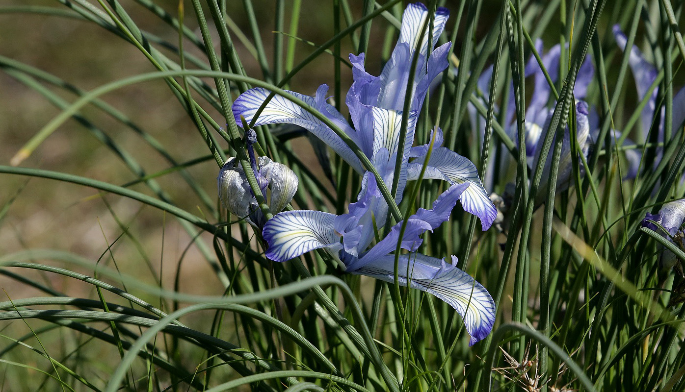 Image of Iris tenuifolia specimen.