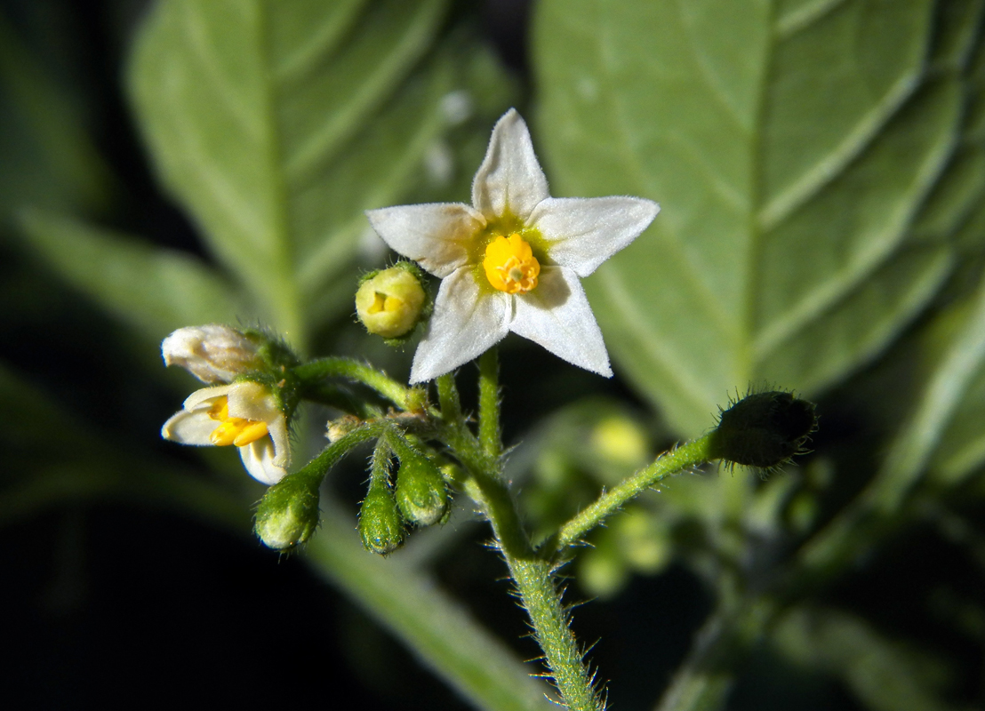 Изображение особи Solanum nigrum.