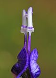 Aconitum sczukinii